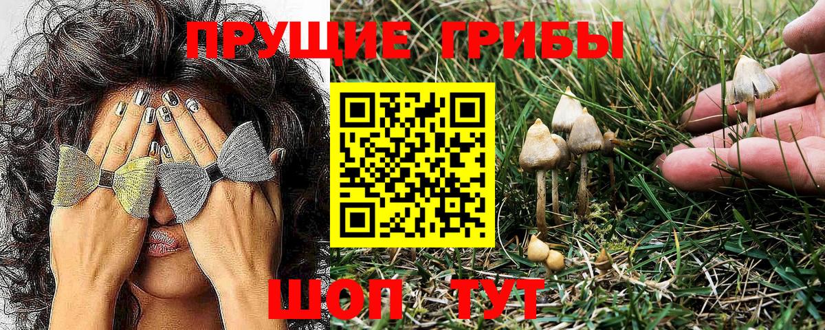 Галлюциногенные грибы Cubensis Десногорск